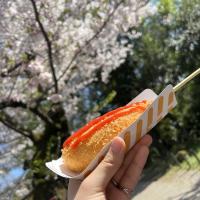 岡崎城の桜祭り🌸