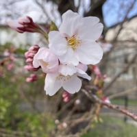 🌸🌸桜満開🌸🌸