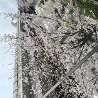 桜の咲く季節ですね！！