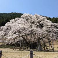 本巣市根尾谷の薄墨桜を家族で見に行ってきました！！