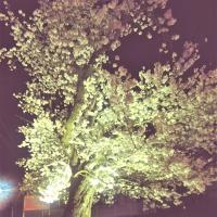 夜桜🌸🌸🌸（333）