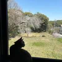 桜の梅と猫。