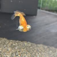 ✨🐟変な金魚🐟✨