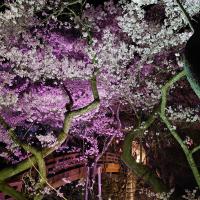 ★高遠桜祭り★